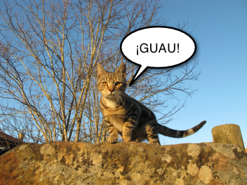 Esperando que el gato Ladre